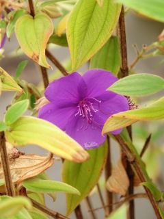 Fleur araignée