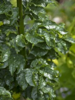 Frêne commun 'Crispa'