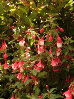 Fuchsia  'Lady Thumb'