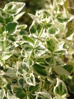 Euonymus fortunei Dan's Delight - Fusain persistant