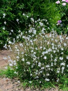 Gaura lindheimeri Snowbird - Gaura de Lindheimer 