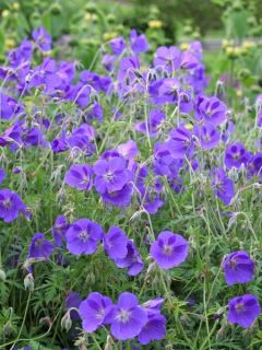 Geranium Eureka Blue - g&eacute;ranium vivace