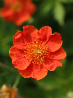 Benoîte, Geum coccineum Werner Arends Benoîte, Geum coccineum Werner Arends