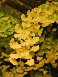 Ginkgo Biloba fastigiata Gold Flame® - Arbre aux quarante écus