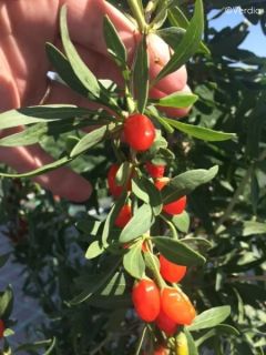 Gojidelys - Lycium barbarum