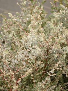 Gommier cidre 'Azura'