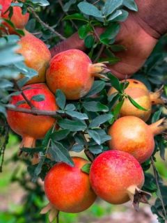 Grenadier à fruits - Punica granatum Provence