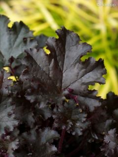 Heuchère - Heuchera L. Dark Secret