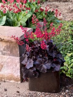 Heuch&egrave;re - Heuchera Black Forest Cake