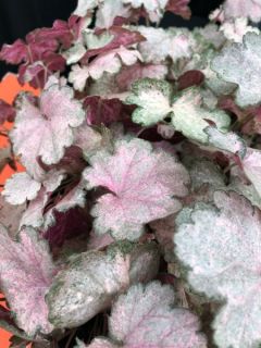 Heuchera Pinky Panky - Heuch&egrave;re