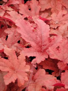 Heucherella 'Red Rover'