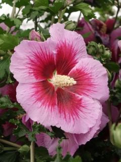 Hibiscus syriacus Oiseau Bleu - Althéa bleu