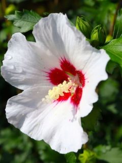 Hibiscus syriacus Oiseau Bleu - Alth&eacute;a bleu