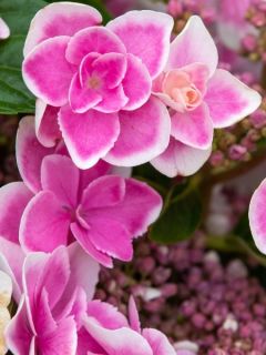 Hortensia - Hydrangea macrophylla Stargazer