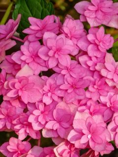 Hortensia - Hydrangea macro Tea Time Together - 