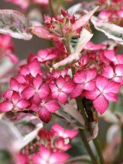 Hortensia - Hydrangea serrata Graciosa