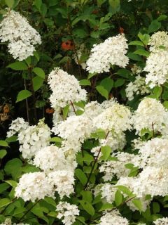 Hortensia paniculé 'Silver Dollar'