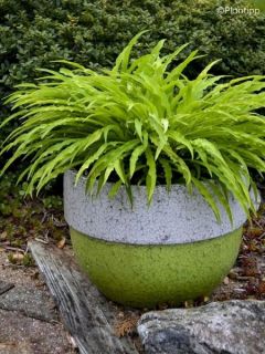 Hosta Praying Hands