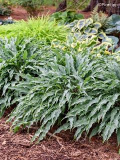 Hosta Praying Hands