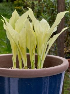Hosta White Feather