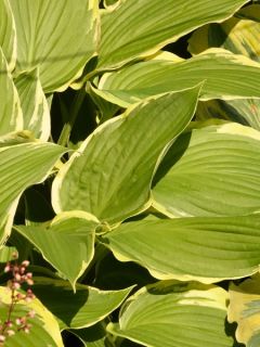 Hosta montana 'Yellow River'