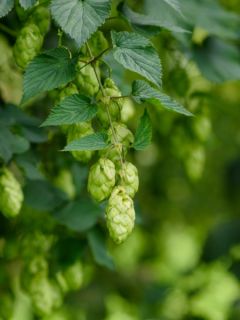 Houblon