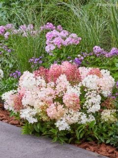 Hortensia paniculé 'Groundbreaker Blush'