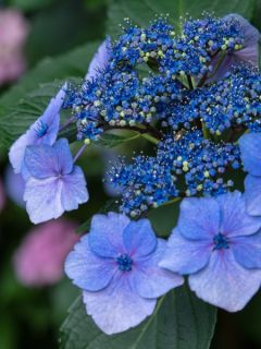Hortensia 'Blue Bird'