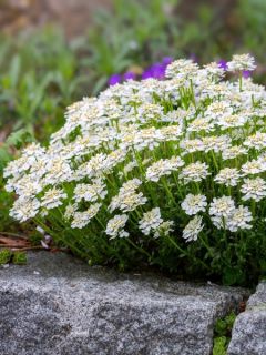 Iberis sempervirens - Corbeille d'argent
