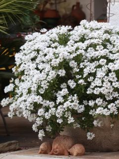 Corbeille d'argent 'Appen-Etz'