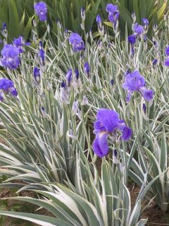 Iris pallida Variegata - Iris pâle panaché de jaune. Iris pallida Variegata - Iris pâle panaché de jaune.