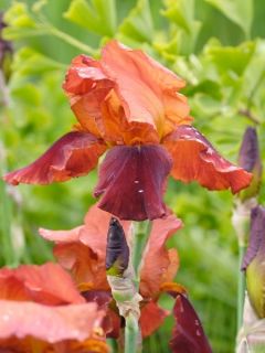 Iris germanica Natchez Trace - Iris des Jardins 