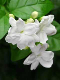 Jasmin d'Arabie - Jasminum sambac