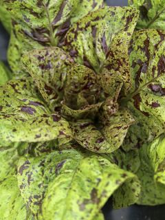 Laitue romaine 'Forellenschluss'