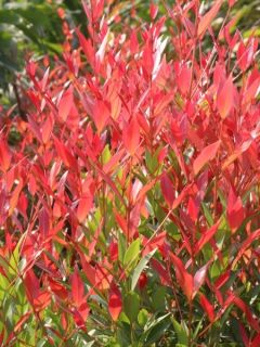 Leucothoe fontanesiana Little Flames