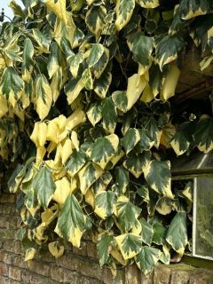 Lierre de Colchide 'Dentata Variegata'