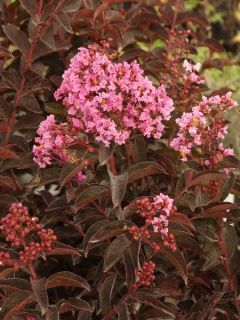 Lilas des Indes 'Black Solitaire Shell Pink'