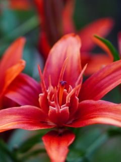 Lilium Red Twin - Lis asiatique double