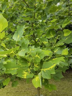 Tulipier de Virginie 'Purgatory' Pot de 4L/5L