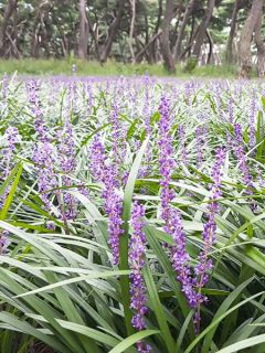 Liriope muscari