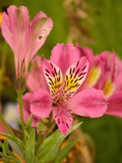 Lis des Incas 'Duc d’Anjou Charles'