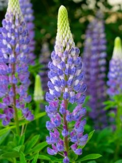 Lupin 'The Governor'