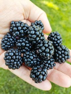 Mûrier 'Navaho Summerlong'
