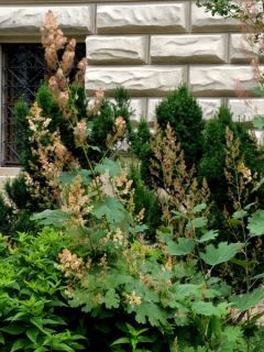 Bocconie 'Kelway's Coral Plume'