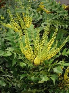 Mahonia x media 'Winter Sun'