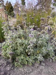 Marrubium vulgare - Marrube blanc, marrube commun