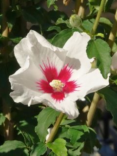 Mauve en arbre 'Shintaeyang'
