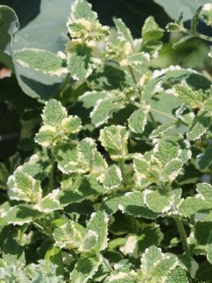 Menthe panachée - Mentha suaveolens Variegata
