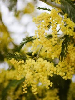 Mimosa - Acacia dealbata