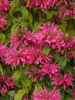 Monarde ou Bergamote Cranberry Lace